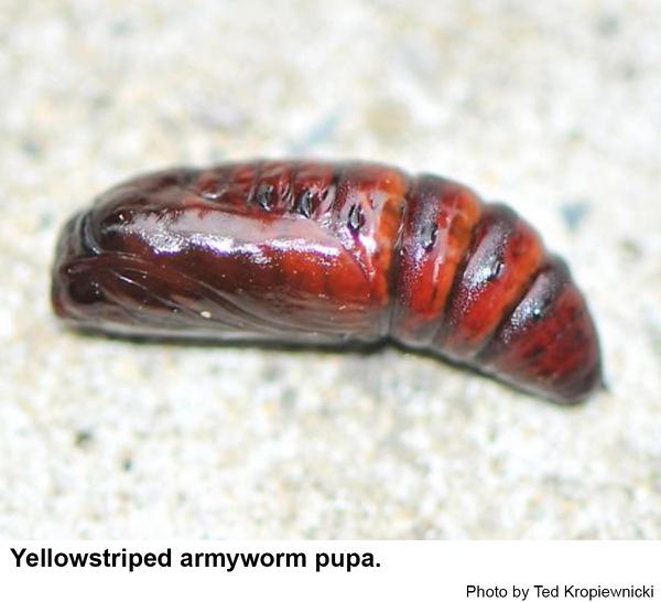 Yellowstriped armyworm pupa